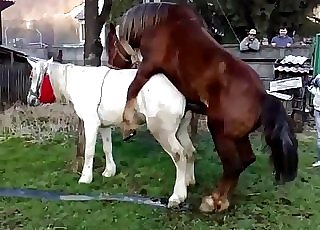 Two magnificent horses enjoying their natural call
