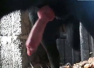 Awesome animal penis of a passionate black doggy